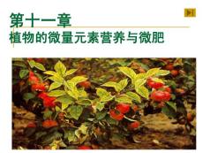 植物的微量元素营养与微量元素肥料课件