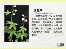 生物-人教版-必修3-課件1：3.1 植物生長素的發(fā)現(xiàn).ppt-同課異構(gòu)課件-第1節(jié) 植物生長素的發(fā)現(xiàn)-第3章 植物的激素調(diào)節(jié)-課件