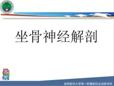 坐骨神经解剖
