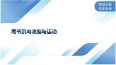 尾节肌肉收缩与运动