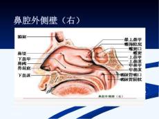 过敏性鼻炎