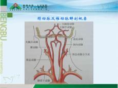 医学专题锁骨下动脉盗血综合征详解.ppt