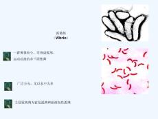 霍乱弧菌