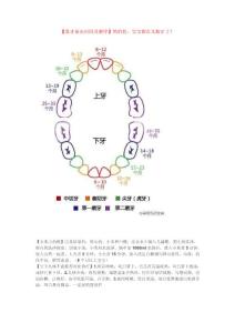 乳牙萌出时间及顺序