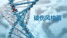 破伤风梭菌