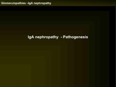 Glomerulopathies IgA nephropathy IgA nephropathy  UMF 肾小球疾病的免疫球蛋白IgA肾病免疫球蛋白IgA肾病 UMF