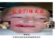 可怕的狂犬病