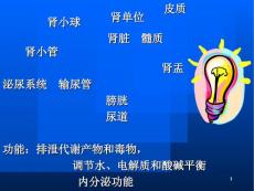 肾小球肾炎肾盂肾炎肿瘤.ppt