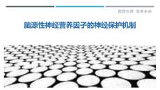 脑源性神经营养因子的神经保护机制