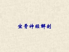 坐骨神经解剖