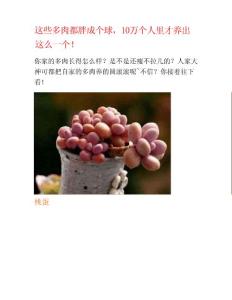 这些多肉都胖成个球10万个人里才养出这么一个 - 科普知识科普知识普及与传播