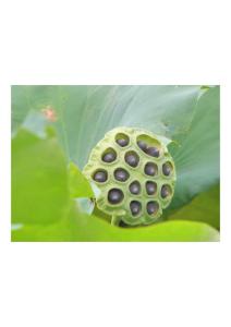 花有并蒂蓮，果有雙生蓮子