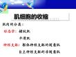 肌肉收缩课件培训课件