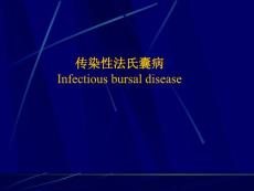 传染性法氏囊