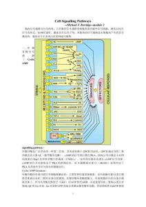 細(xì)胞信號(hào)通路