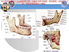 口颌面颈部肌表情肌舌咽腭喉部肌培训课件