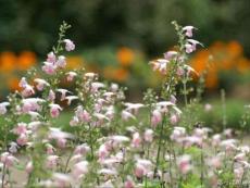 經典攝影作品鑒賞——高精度個人花卉經典攝影作品鑒賞四