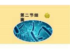 2024-2025學(xué)年人教版生物七年級上冊 2.3.2 細(xì)菌 課件（21張PPT）