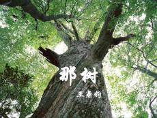 那树  -  初中语文，教案，课件，ppt，文言文