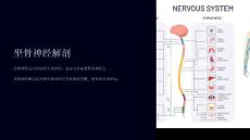 《坐骨神经解剖》课件