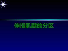 伸指肌腱的分区
