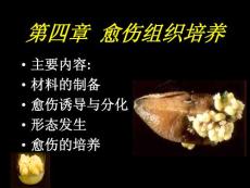 愈傷組織培養－3