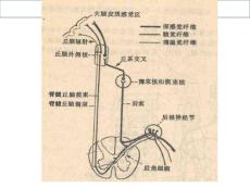 感觉障碍和瘫痪课件