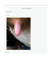 奶牛各项评分照片