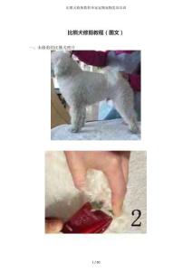 比熊犬修剪教程圣宠宠物宠物美容培训