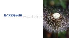 鄲蒲公英教學課件