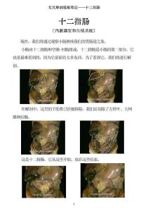 0513-艾氏解剖：十二指腸