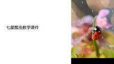 七星瓢蟲教學課件