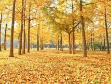 《秋天-》ppt課件