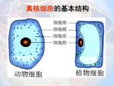 3.2《細(xì)胞器—系統(tǒng)內(nèi)的分工合作》課件(新人教版必修1)....13