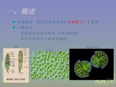 陳閱增普通生物學植物的形態和結構專題培訓課件