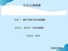 實(shí)驗(yàn)一-細(xì)胞總RNA提取完整