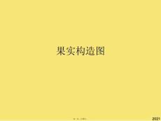 果實構造圖(與“外果皮”有關的文檔共12張)