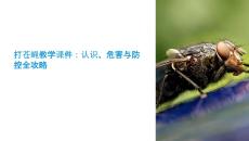 打蒼蠅教學(xué)課件