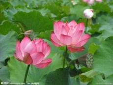 我有一雙小手（疊荷花）