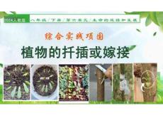 綜合實(shí)踐項(xiàng)目 植物的扦插或嫁接（教學(xué)課件）-2025-2026學(xué)年八年級(jí)生物下冊(cè)（人教版2024）