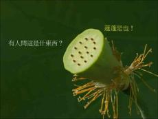 荷花蓮花與睡蓮pps