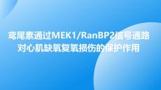 鳶尾素通過MEK1RanBP2信號通路對心肌缺氧復氧損傷的保護作用