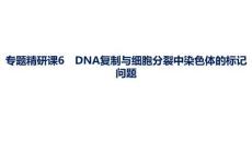 2027屆高三生物一輪復習課件：第6單元　專題精研課6　DNA復制與細胞分裂中染色體的標記問題