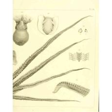 《那不勒斯島的頭足綱動物》