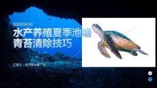 水产养殖夏季池塘青苔清除技巧