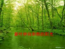 新叶伸向和煦的阳光【免费3天-ppt】