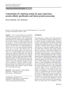 Construction of a dual-tag system for gene expression, protein affinity purification and fusion protein processing.