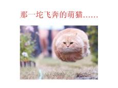 那一坨飞奔的萌猫