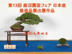 第13界日本盆栽逸品展出展作品