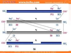 生物：5.3《血红蛋白的提取和分离》课件（新人教版选修1）